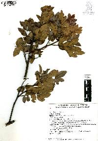 Rhus pachyrrhachis image