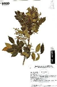 Rhus pachyrrhachis image