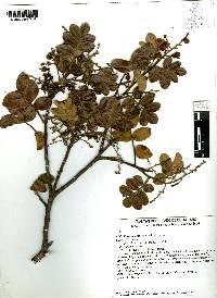 Rhus pachyrrhachis image