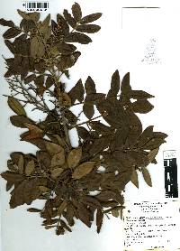 Rhus pachyrrhachis image