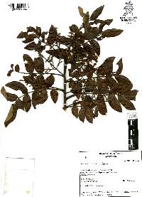 Rhus pachyrrhachis image