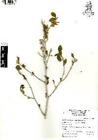 Ruellia californica image