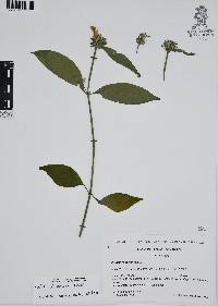 Ruellia ciliatiflora image