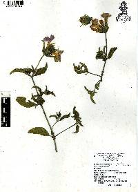 Ruellia lactea image