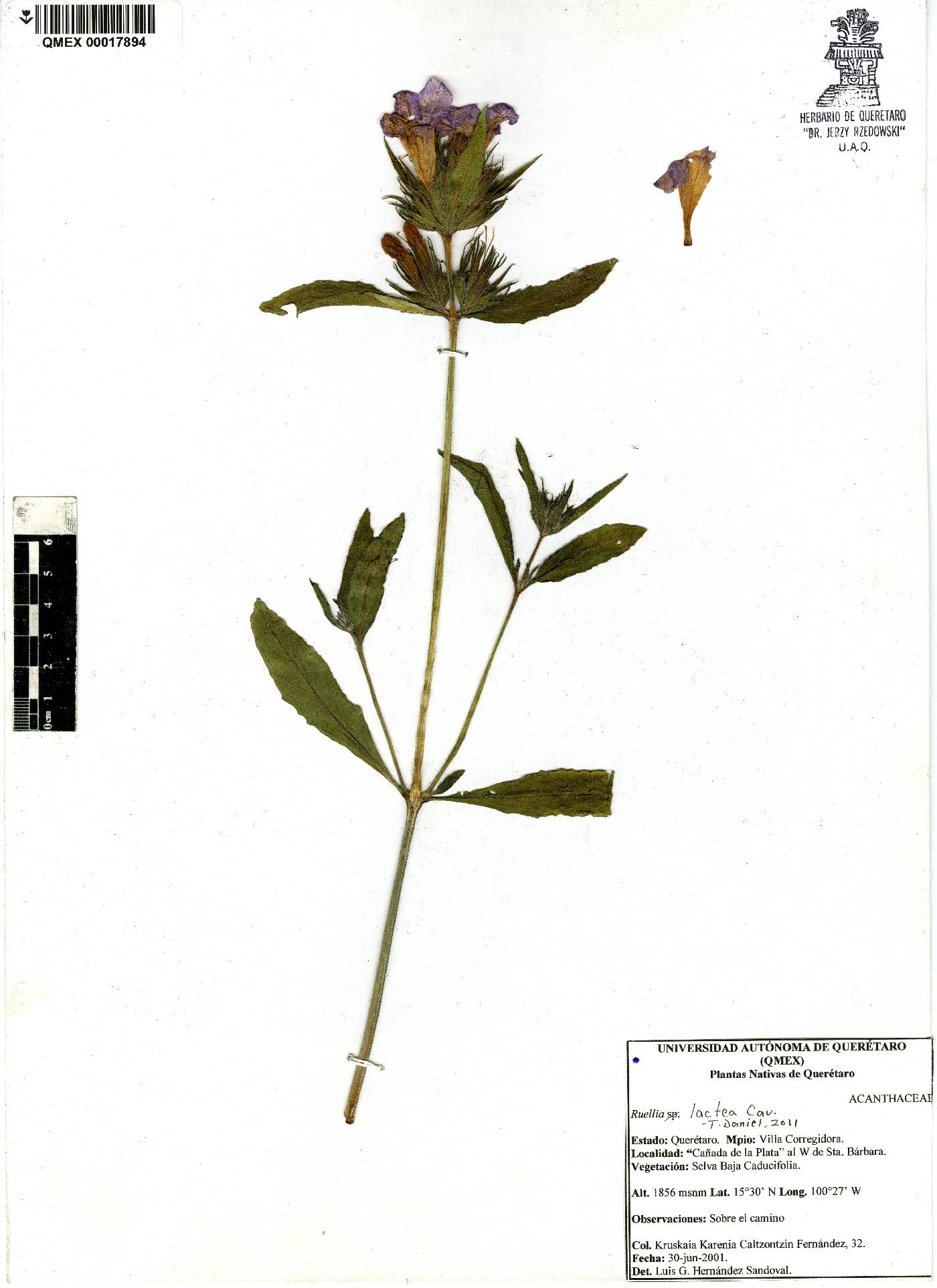 Ruellia lactea image