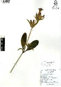 Ruellia lactea image