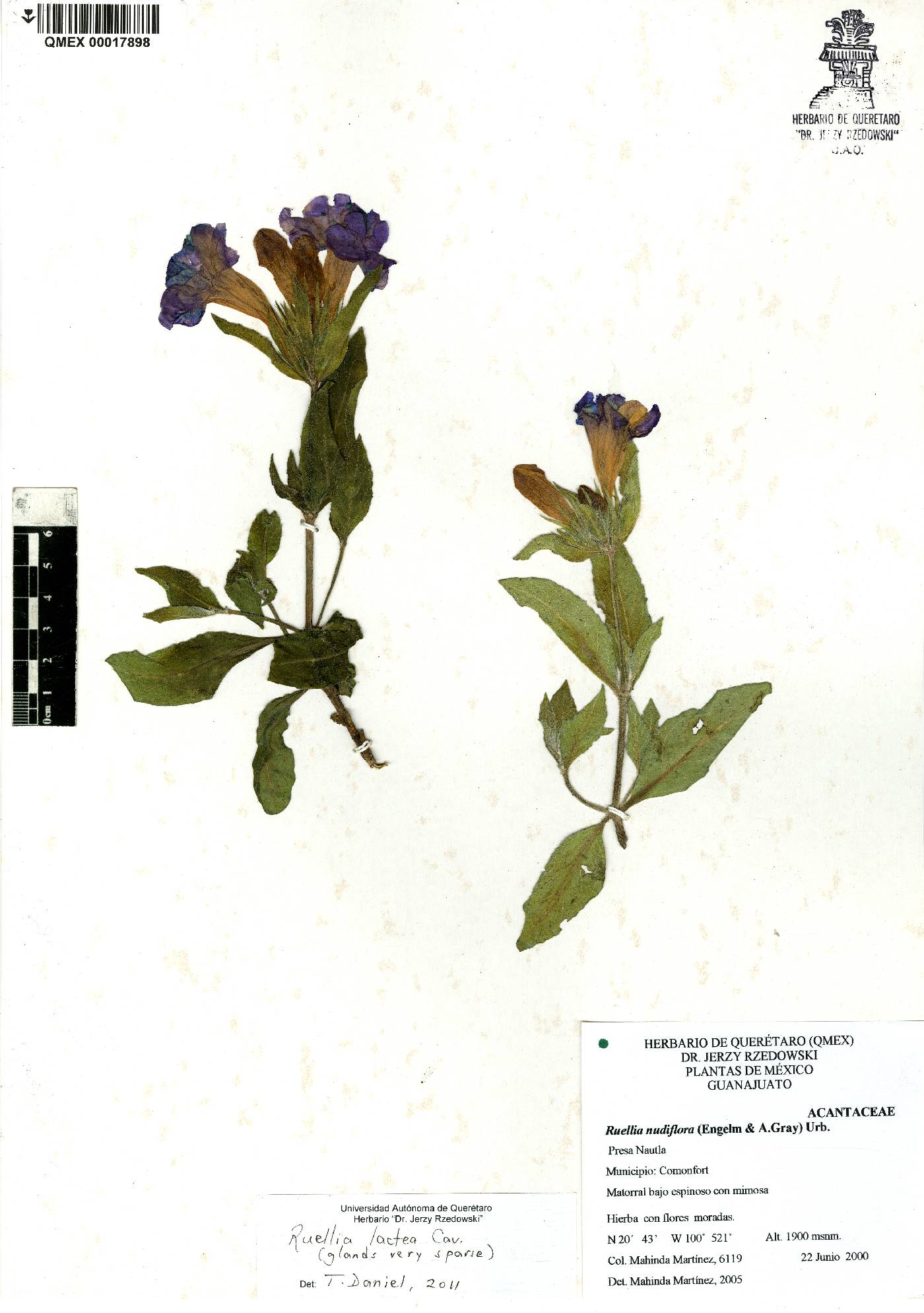 Ruellia lactea image