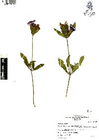 Ruellia lactea image