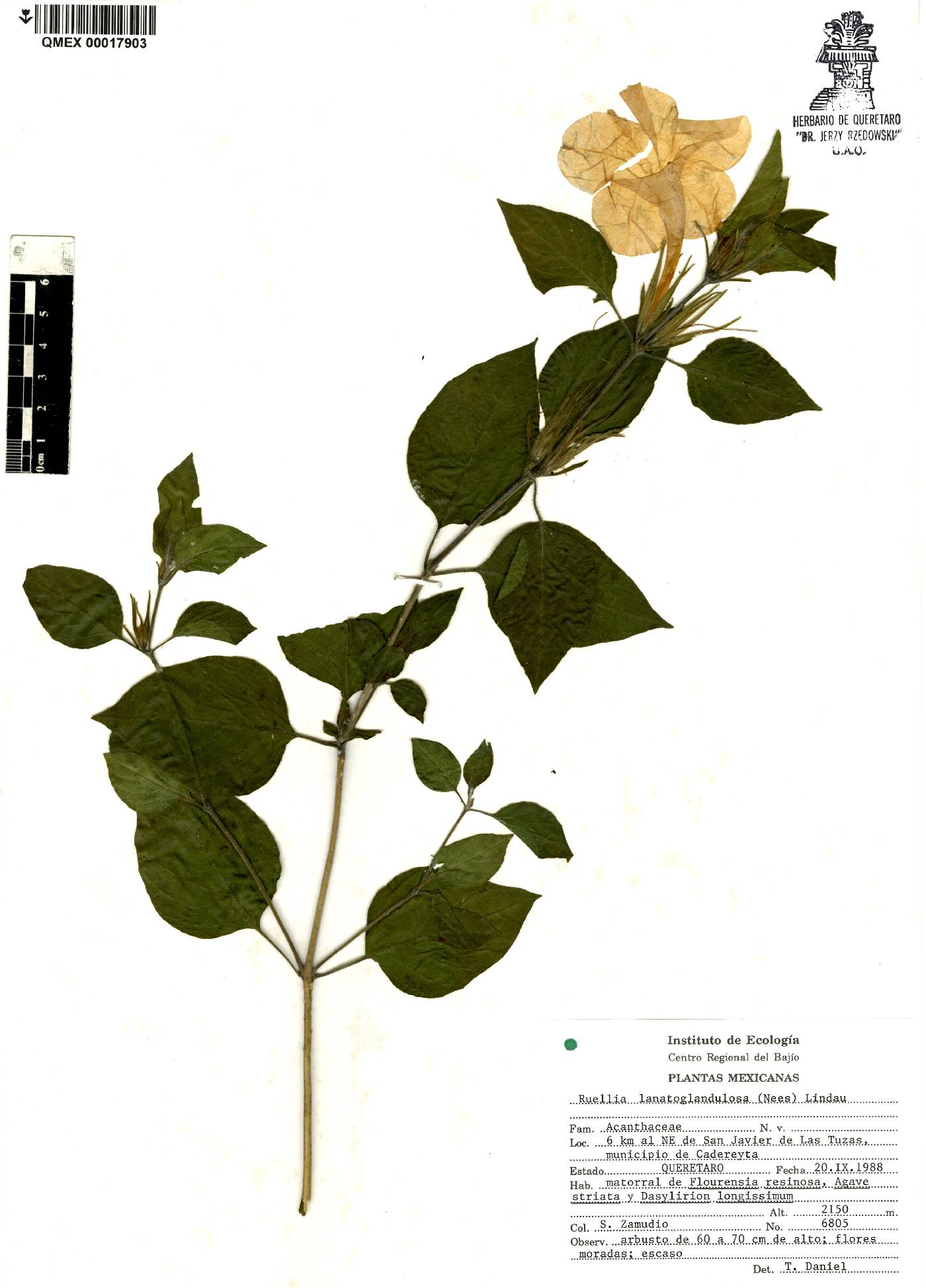 Ruellia lanatoglandulosa image
