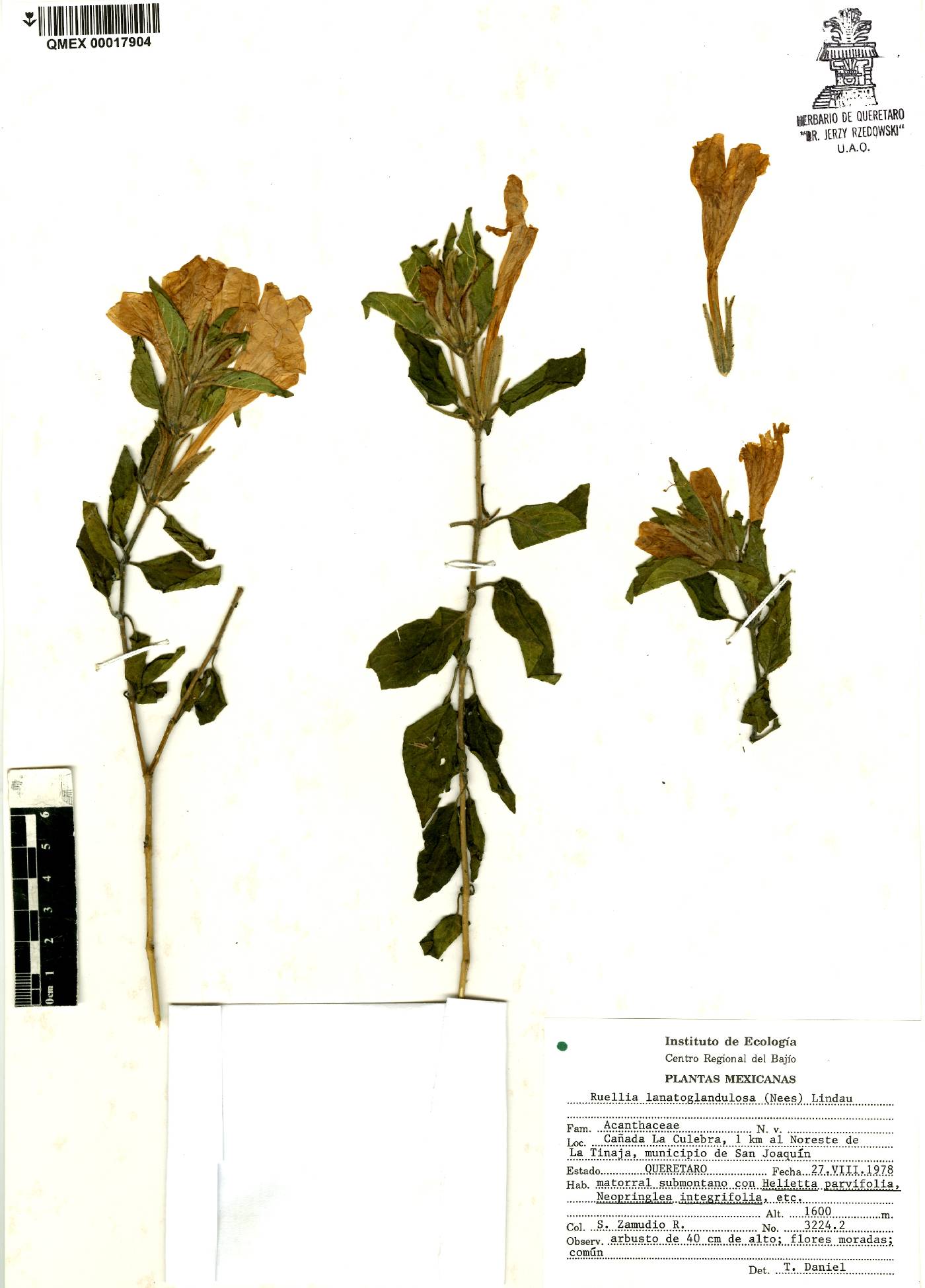 Ruellia lanatoglandulosa image