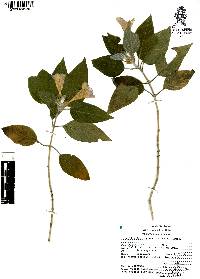 Ruellia lanatoglandulosa image