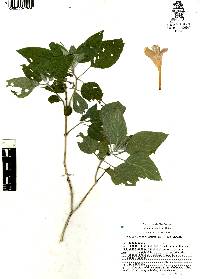 Ruellia lanatoglandulosa image