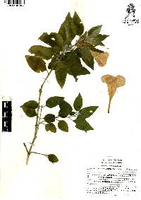 Ruellia lanatoglandulosa image