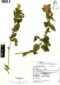 Ruellia lanatoglandulosa image