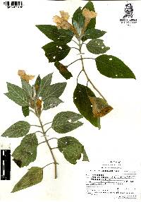 Ruellia lanatoglandulosa image
