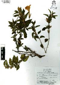 Ruellia lanatoglandulosa image