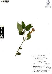 Ruellia longepetiolata image