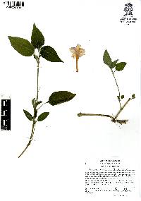 Ruellia longepetiolata image