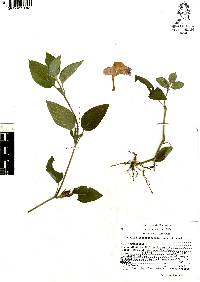 Ruellia longepetiolata image