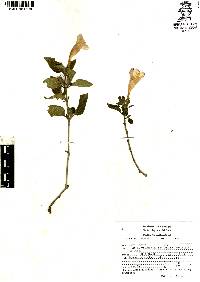 Ruellia longepetiolata image