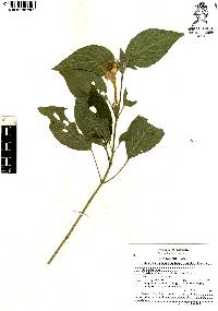 Ruellia longepetiolata image