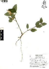 Ruellia longepetiolata image