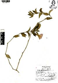 Ruellia longepetiolata image