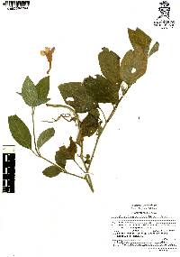 Ruellia longepetiolata image