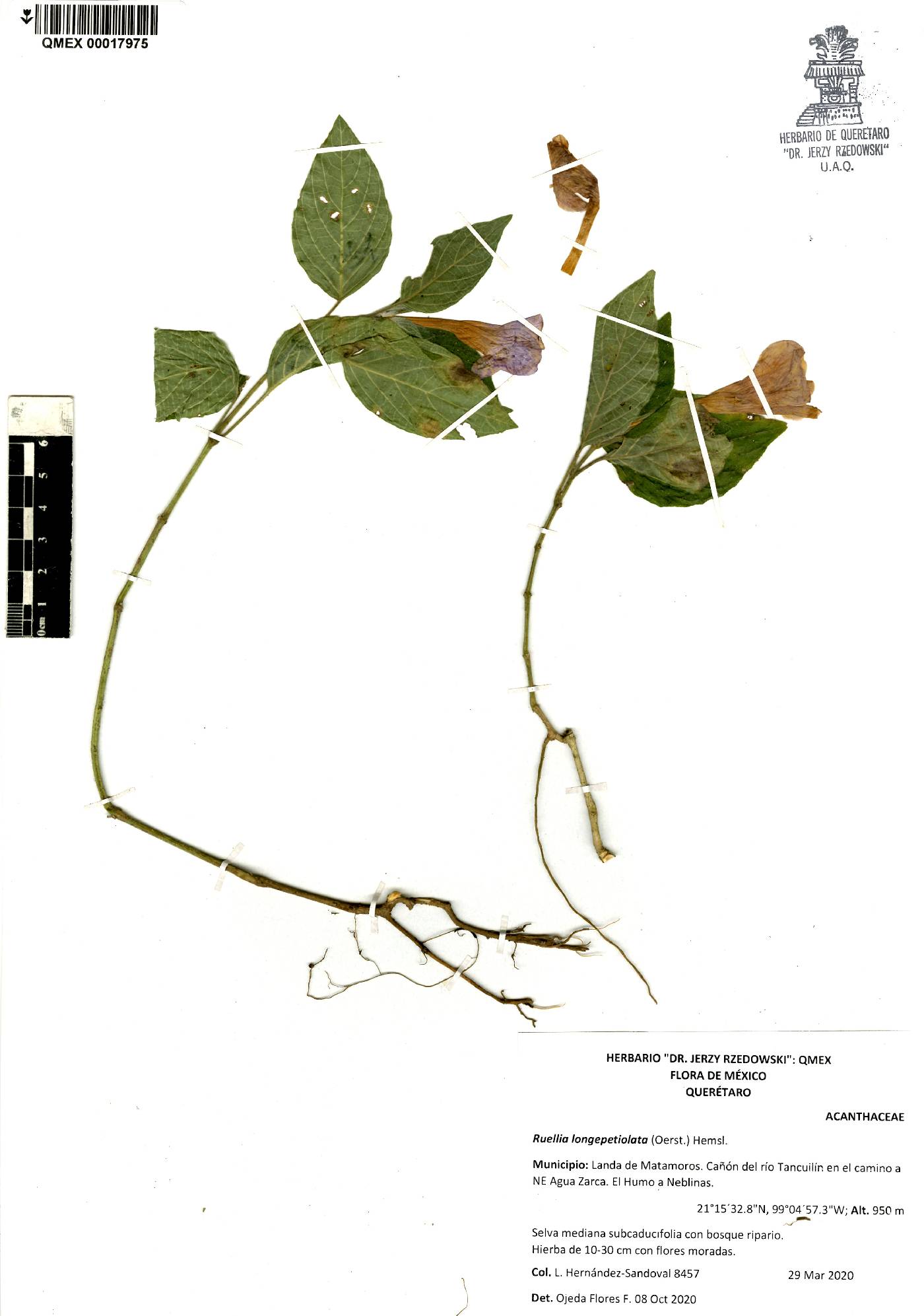 Ruellia longepetiolata image