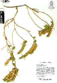 Tetramerium glutinosum image