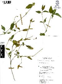 Tetramerium nervosum image