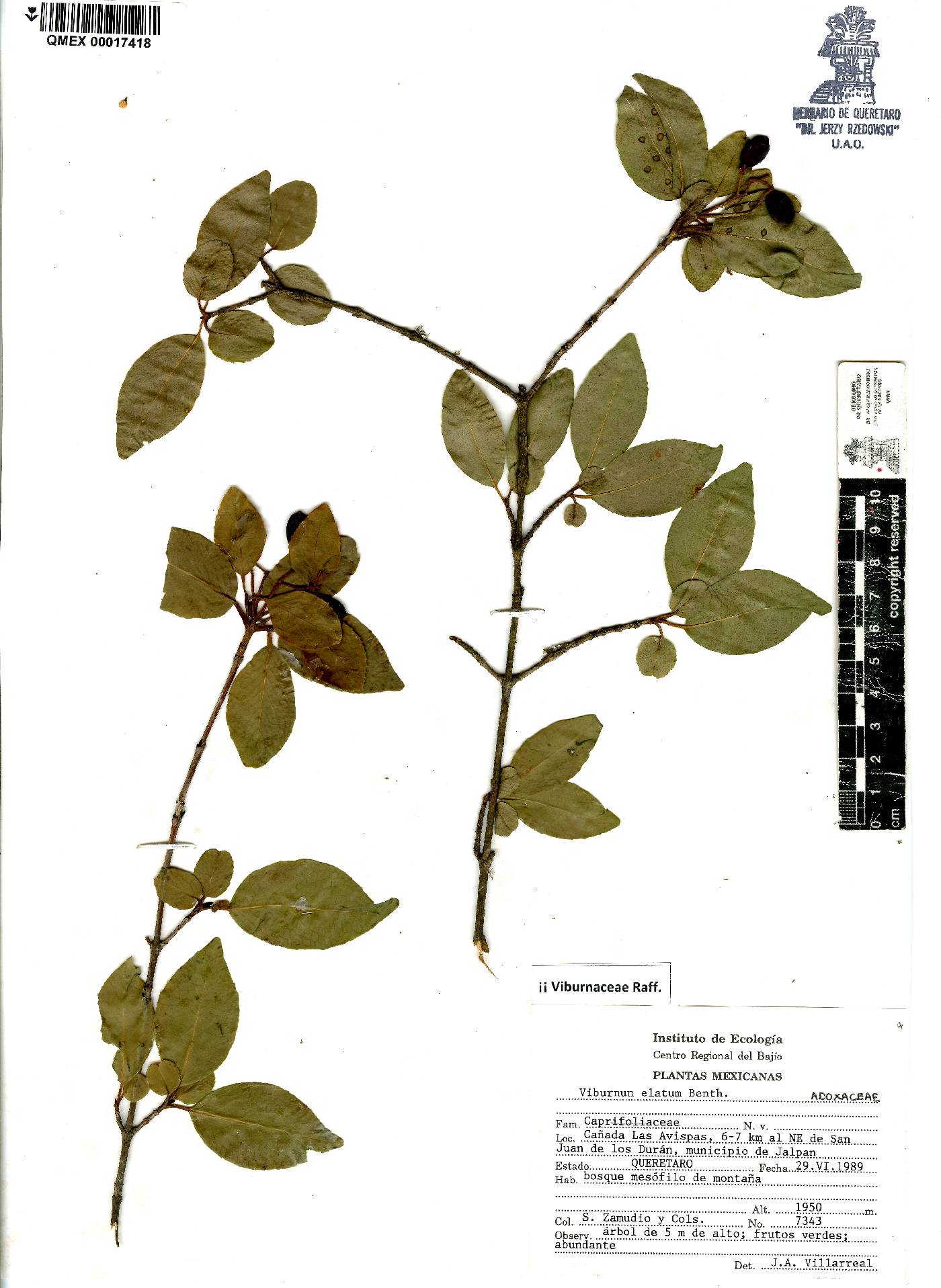 Viburnum elatum image