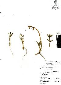 Sesuvium portulacastrum image