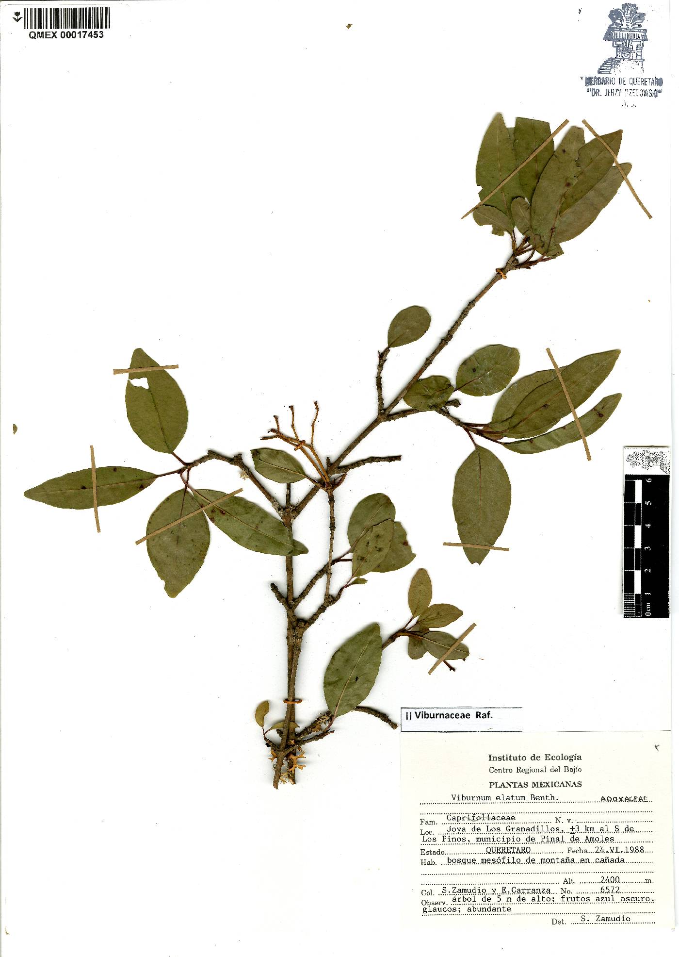 Viburnum elatum image