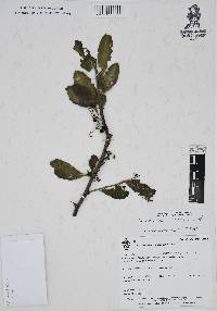 Image of Achatocarpus pubescens