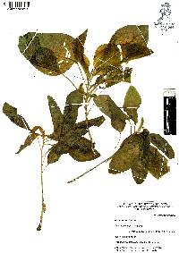 Amaranthus hybridus image