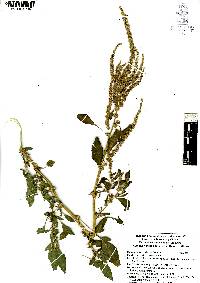 Amaranthus hybridus image
