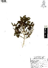 Amaranthus hybridus image