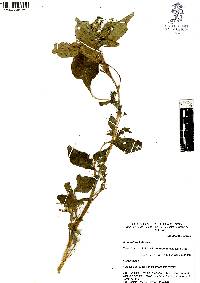Amaranthus hybridus image