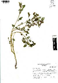Amaranthus hybridus image