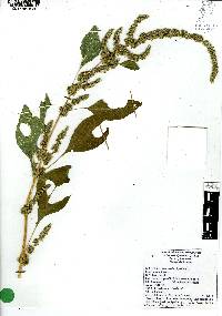 Amaranthus hybridus image