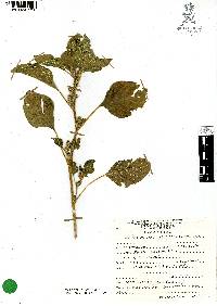 Amaranthus hybridus image