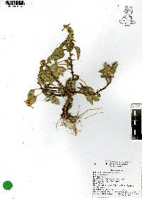 Amaranthus hybridus image