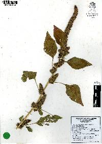 Amaranthus hybridus image