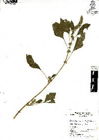 Amaranthus hybridus image