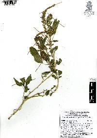 Amaranthus hybridus image