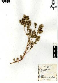 Amaranthus hybridus image