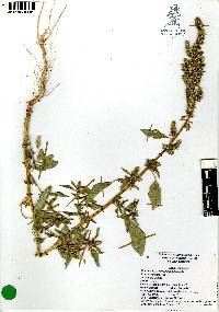 Amaranthus hybridus image