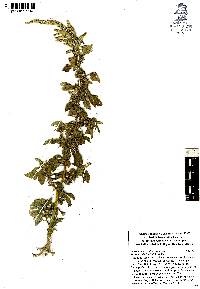 Amaranthus spinosus image