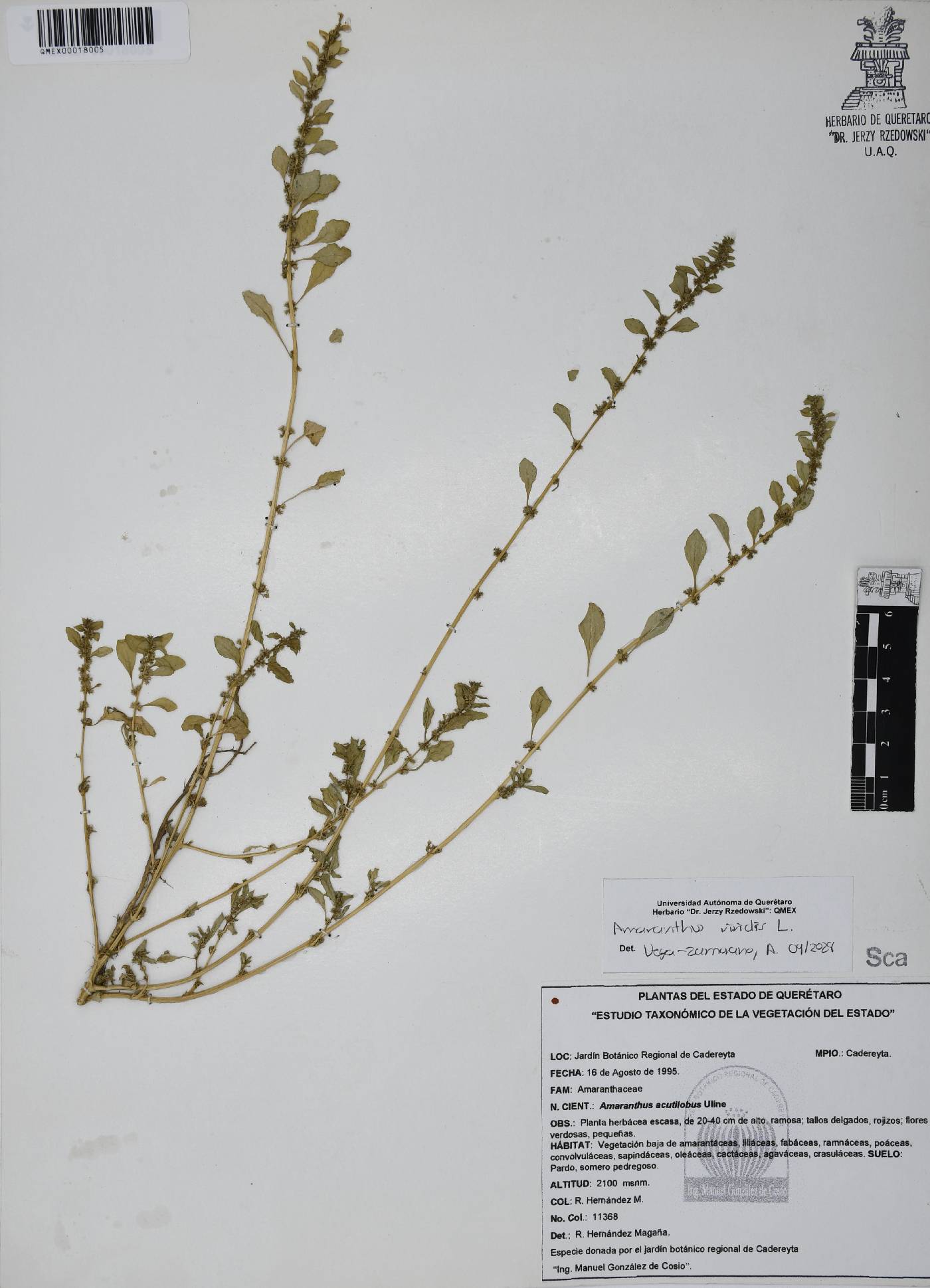 Amaranthus viridis image